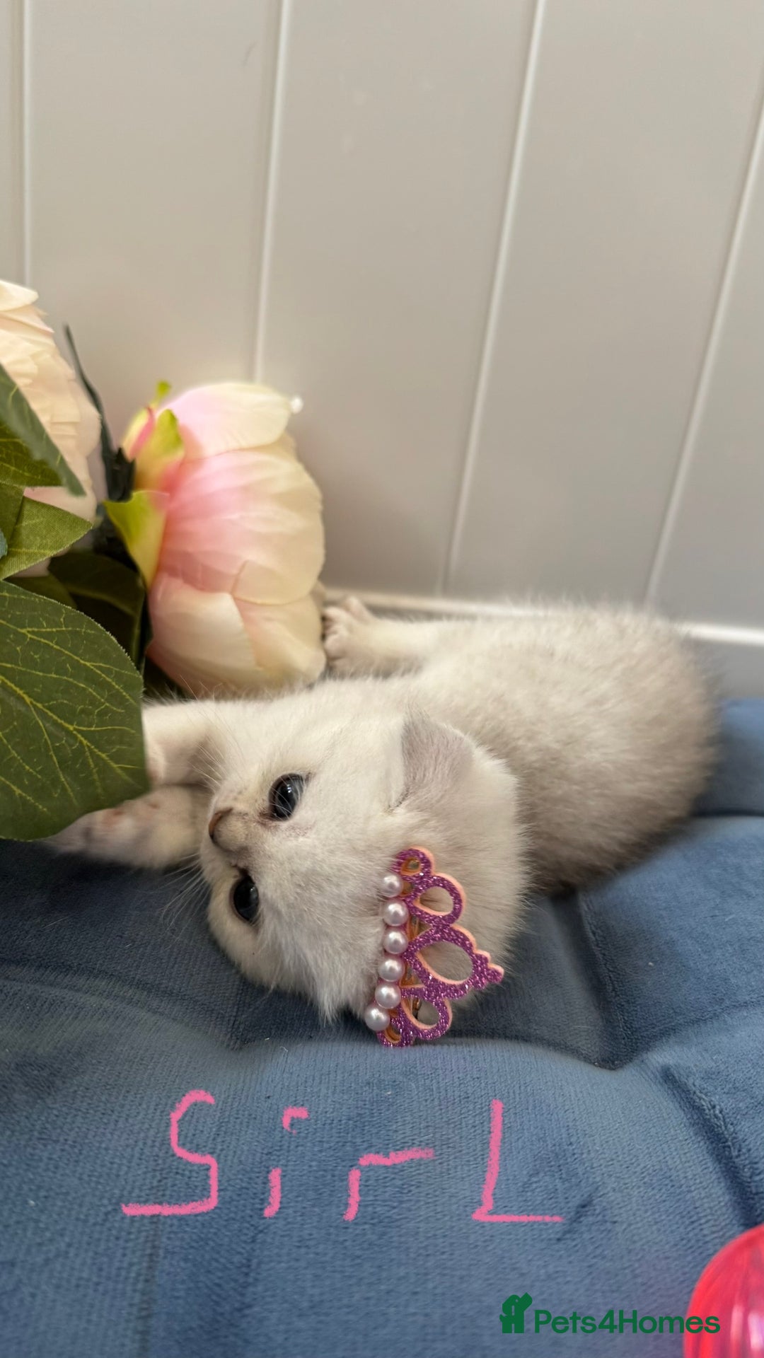 Scottish Fold cats for sale: 2 Scottish Girls  - Image 19