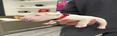 English Bull Terrier Puppy red 