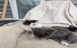 Turkish Van cats for sale: Beautiful kittens for sale  - Image 6