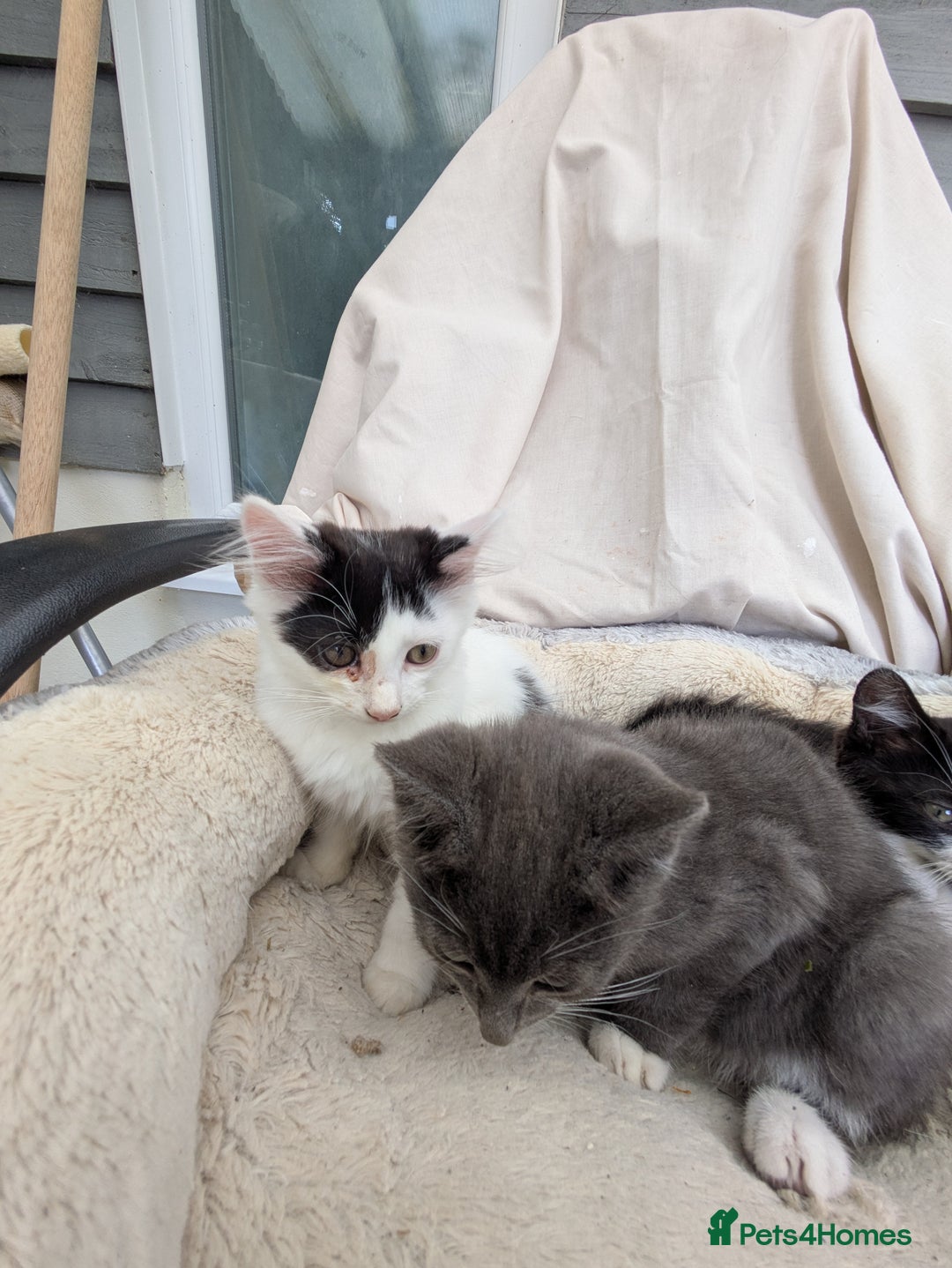 Turkish Van cats for sale: Beautiful kittens for sale  - Image 6