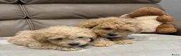 Maltipoo dogs for sale: F1 maltipoo  (Two gorgeous BOYS remaining)  - Advert 8