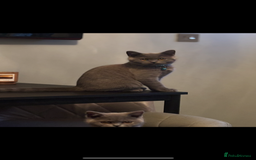 British Shorthair cats for sale: Blue British shorthair  - Image 13