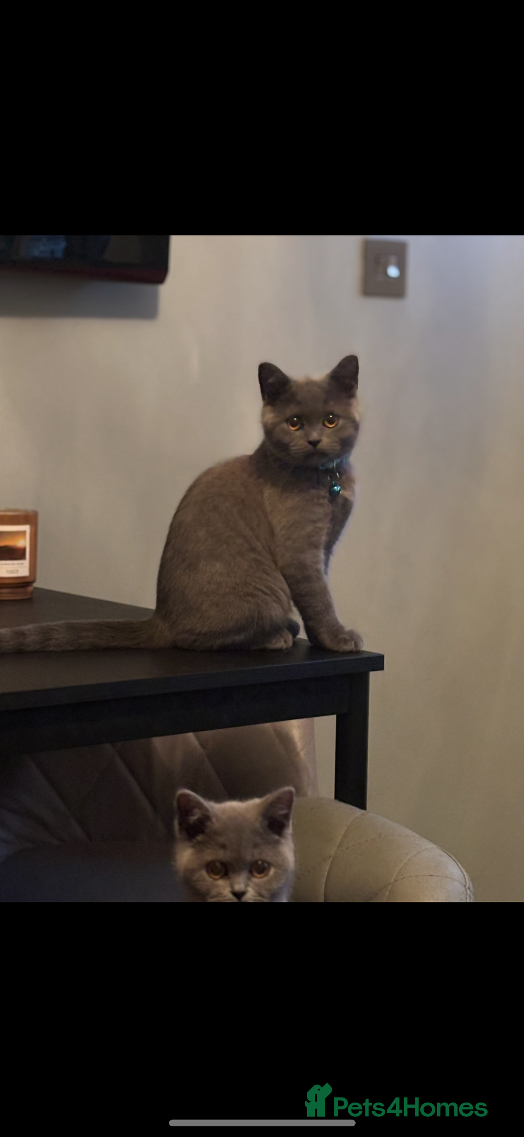 British Shorthair cats for sale: Blue British shorthair  - Image 13