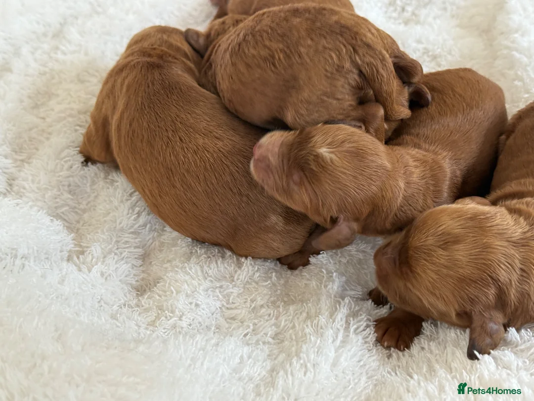 Cockapoo dogs for sale: Red F1 Cockapoo’s - Advert 1
