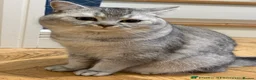 British Shorthair cats for sale: BRITISH SHORTHAIR KITTENS GCCF REGISTERED - Advert 2