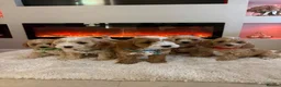 Cavapoo dogs for sale: Gorgeous Cavapoo puppies  - Advert 4