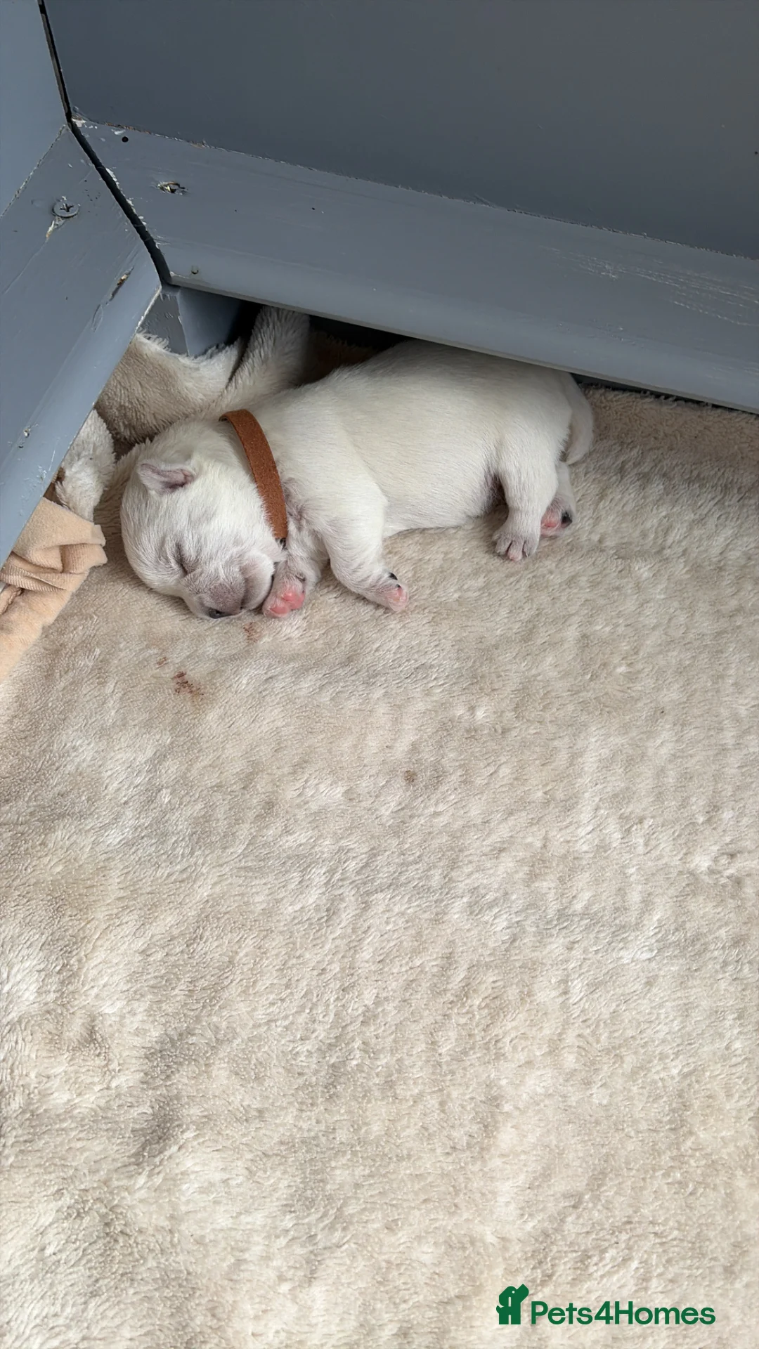West Highland Terrier dogs for sale: West Highland terrier pups - Advert 2