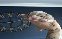 Mixed Breed dogs for sale: English bulldogs  - Advert 26