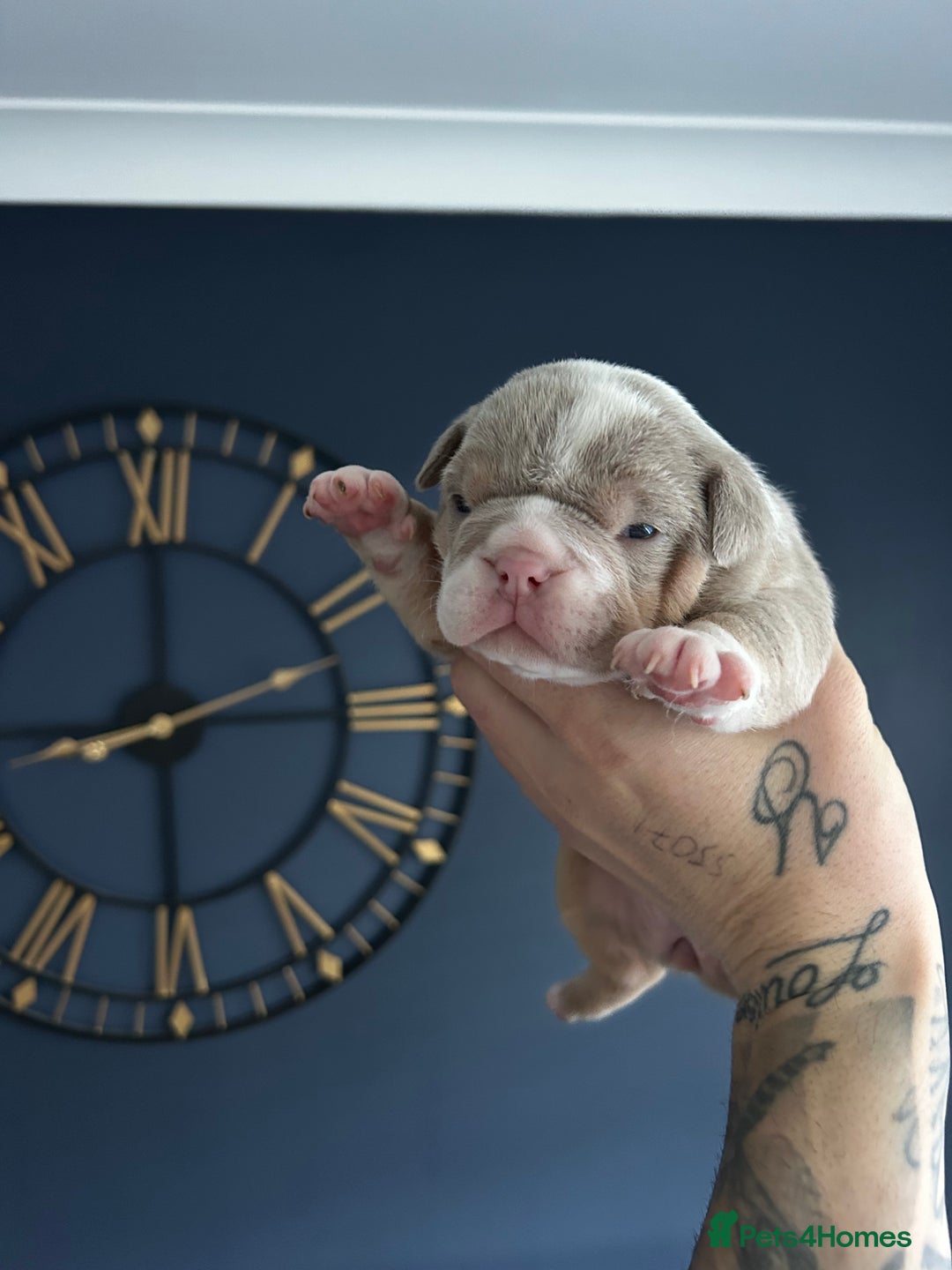 Mixed Breed dogs for sale: English bulldogs  - Advert 26