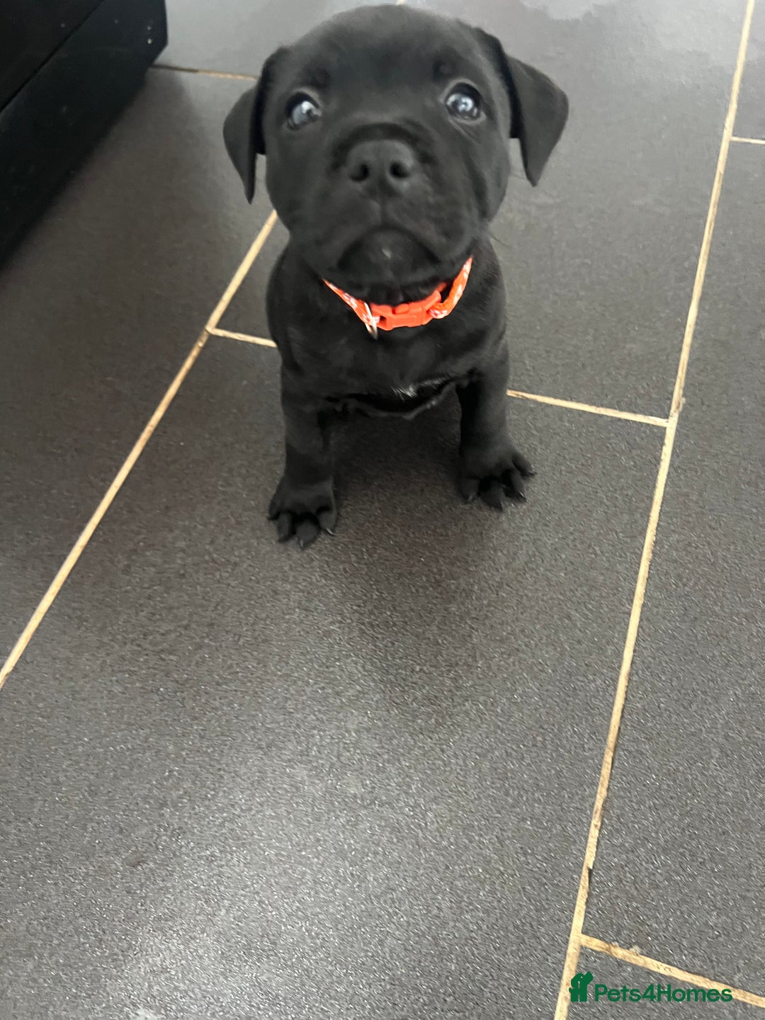 Staffordshire Bull Terrier dogs for sale: LAST ONE🥇VALGLO BLOODLINE SHORT STOCKY STAFFS 🏆 - Image 16