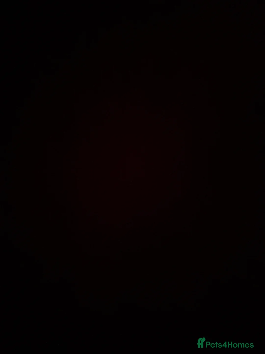 French Bulldog dogs for sale: 4 month old French bulldog male  in Leeds - Advert 2