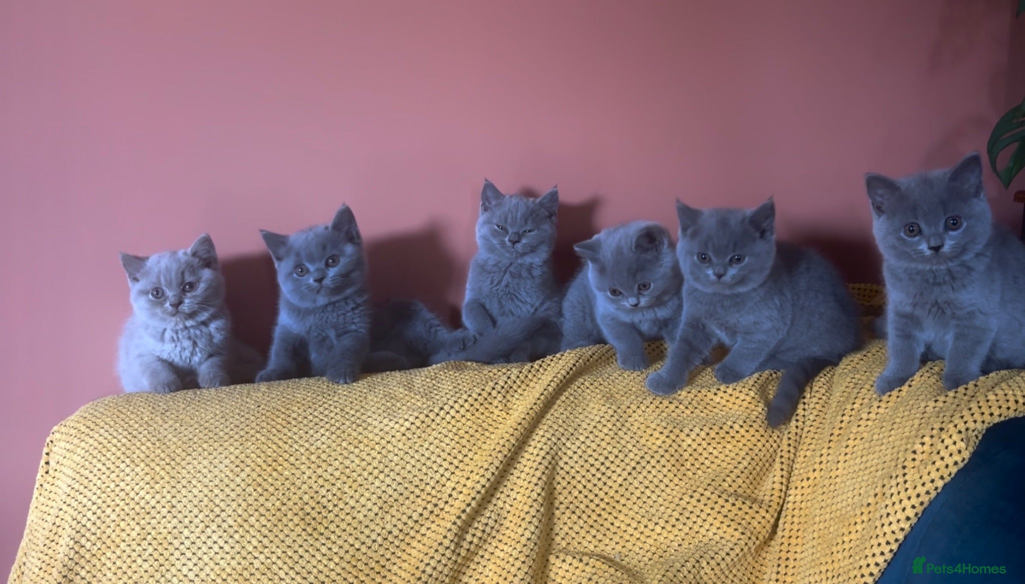 British Shorthair cats British shorthair kittens 🐱  - Advert 3