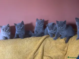 British Shorthair cats British shorthair kittens 🐱 - Advert 4