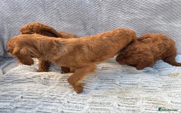 Cavapoo dogs for sale: Cavapoo puppies  - Image 10