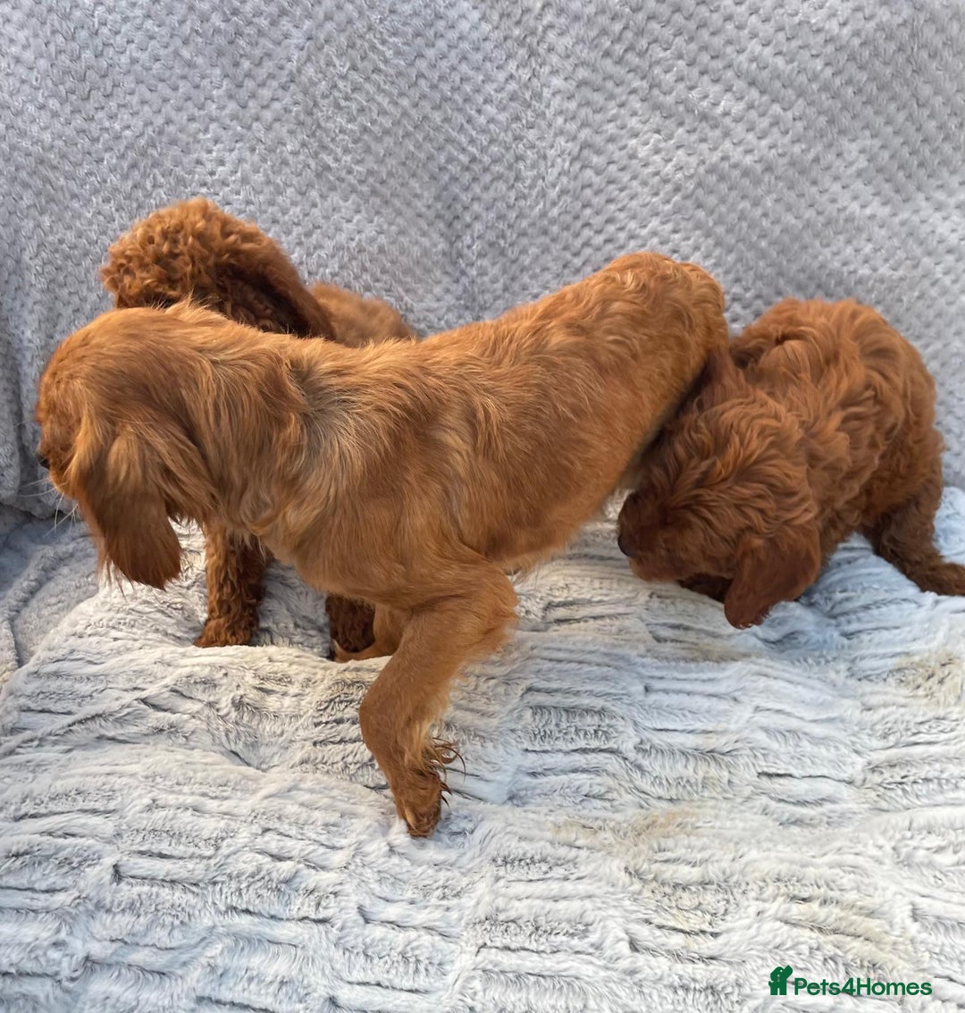 Cavapoo dogs for sale: Cavapoo puppies  - Image 10