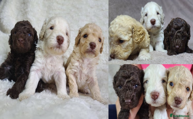 Cockapoo dogs - Advert 6