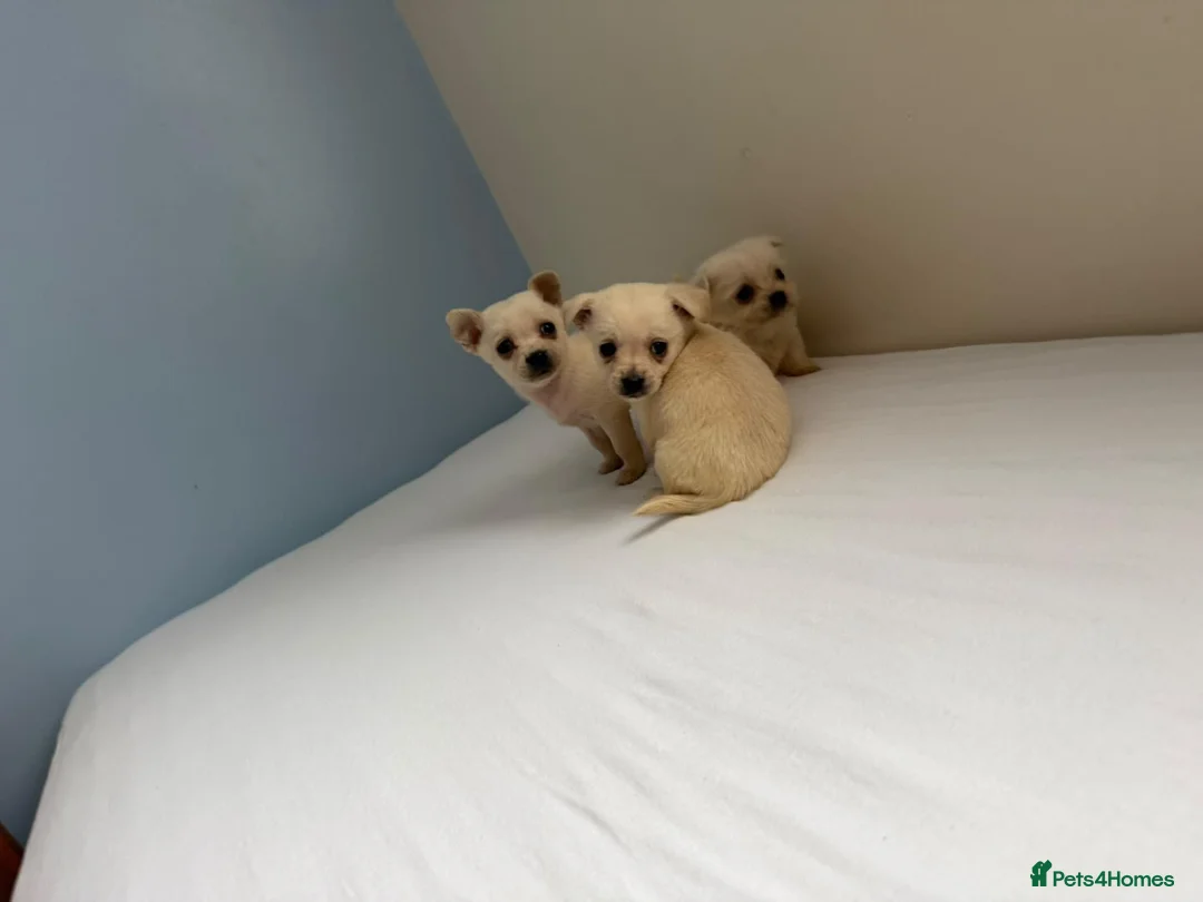 Chihuahua dogs for sale: Chihuahua puppies  in Glasgow - Advert 2