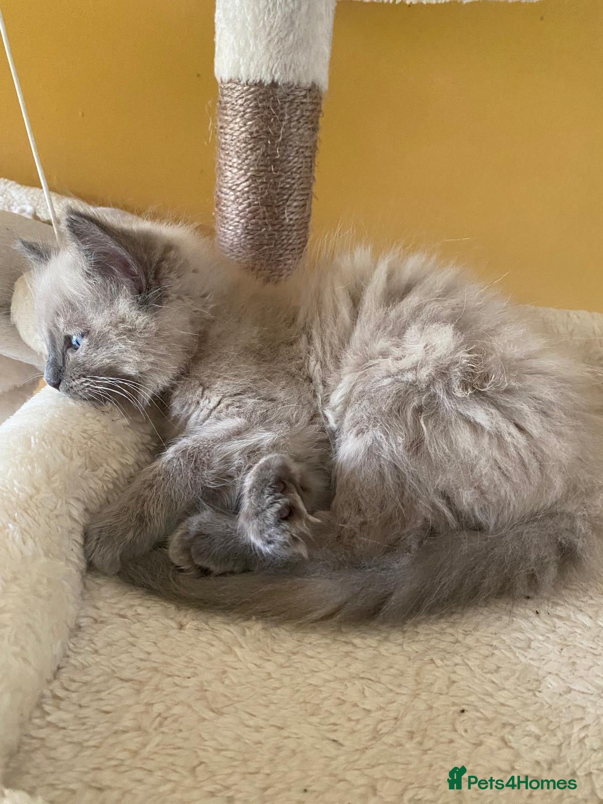 Ragdoll cats Pedigree TICA Cherubim Ragdolls - Advert 2