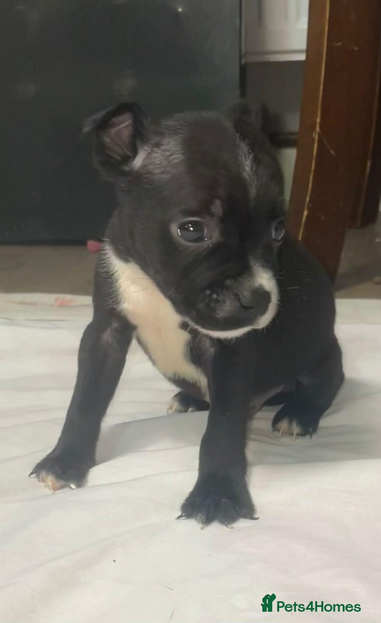 Staffordshire Bull Terrier dogs 6 stunning KC registered Staffy puppy’s  - Advert 6