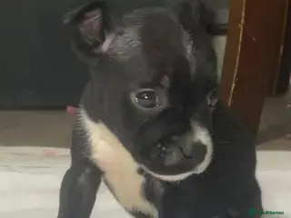 Staffordshire Bull Terrier dogs 6 stunning KC registered Staffy puppy’s - Advert 6