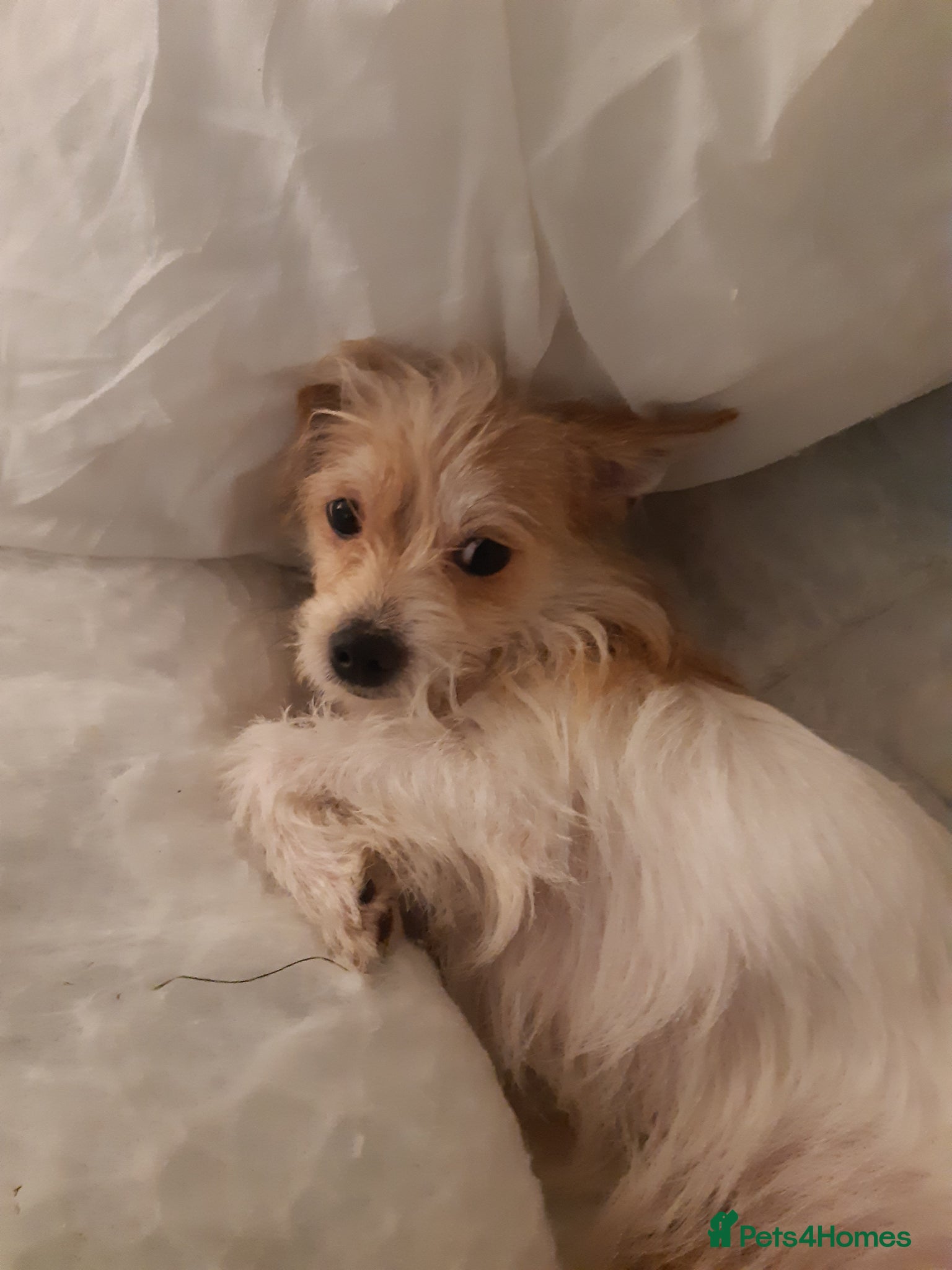 Jack Russell dogs Sweet little brave boy - Advert 1