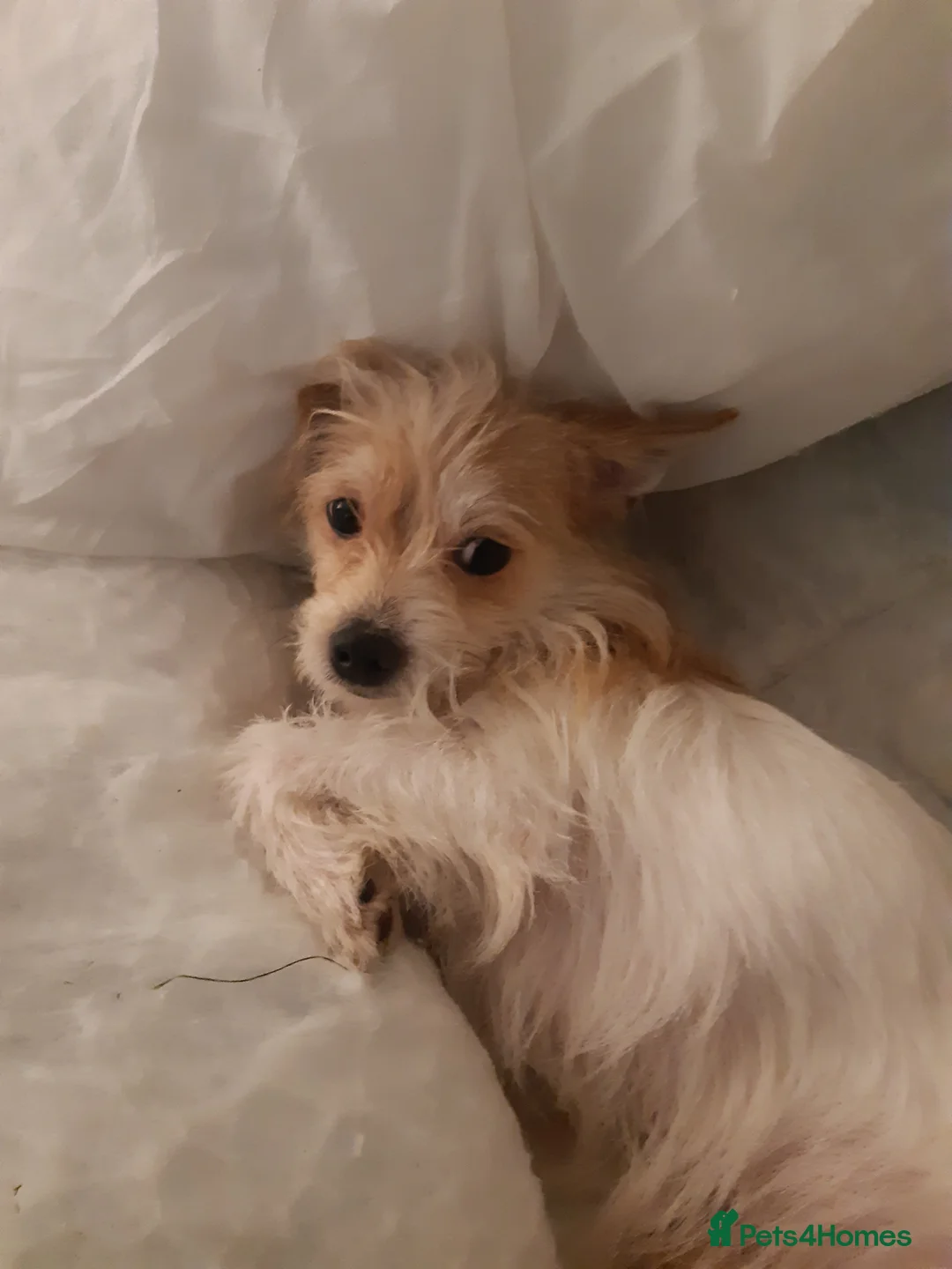 Jack Russell dogs for sale: Sweet little brave boy in Cambridge - Advert 1