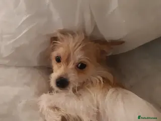 Jack Russell dogs Sweet little brave boy - Advert 11