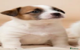 Jack Russell dogs for sale:         Stunning Jack  Russell   - Advert 5