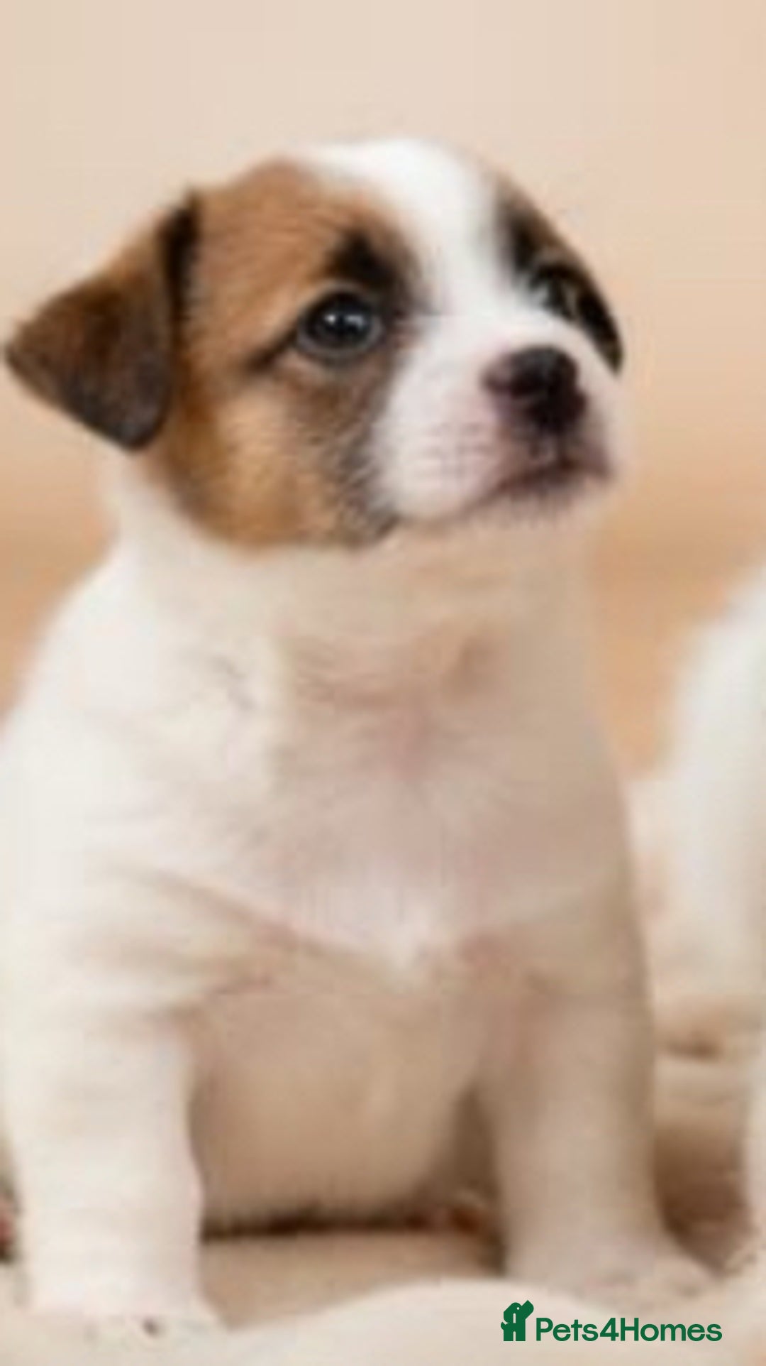 Jack Russell dogs for sale:         Stunning Jack  Russell   - Advert 5