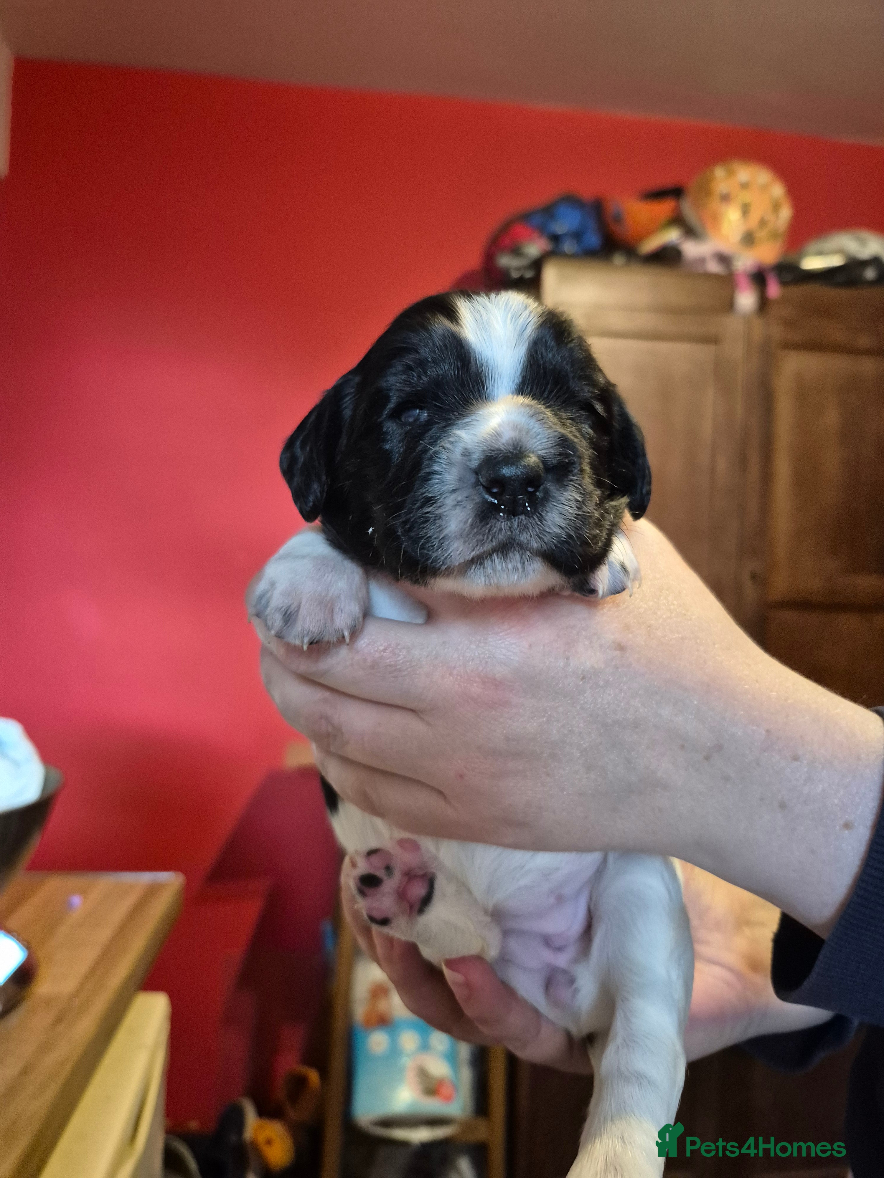 Springador dogs Springador X English springer spaniel pups - Advert 2