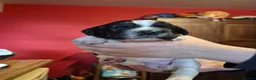 Springador dogs for sale: Springador X English springer spaniel pups - Advert 2