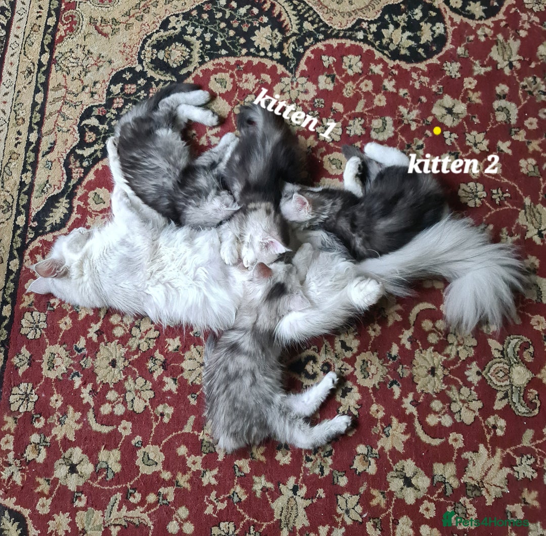 Maine Coon cats for sale: 2 MaineCoon boys - Image 24