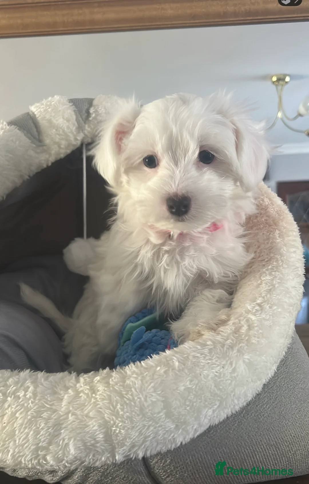 Maltese dogs for sale: Exceptional Maltese Puppies  - Advert 5