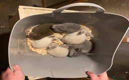 Mixed Breed rabbits for sale: Baby rabbits  - Image 2