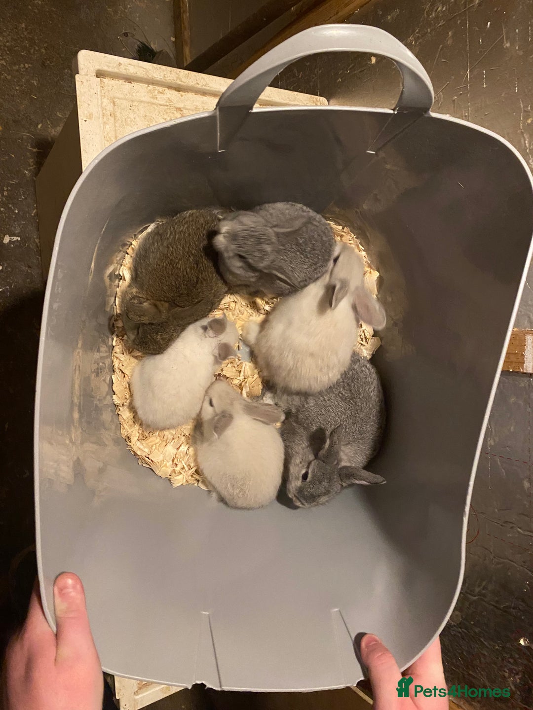 Mixed Breed rabbits for sale: Baby rabbits  - Image 2