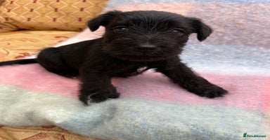 Miniature Schnauzer dogs KC BLACK MINIATURE SCHNAUZER GIRL PUPPY  - Advert 15