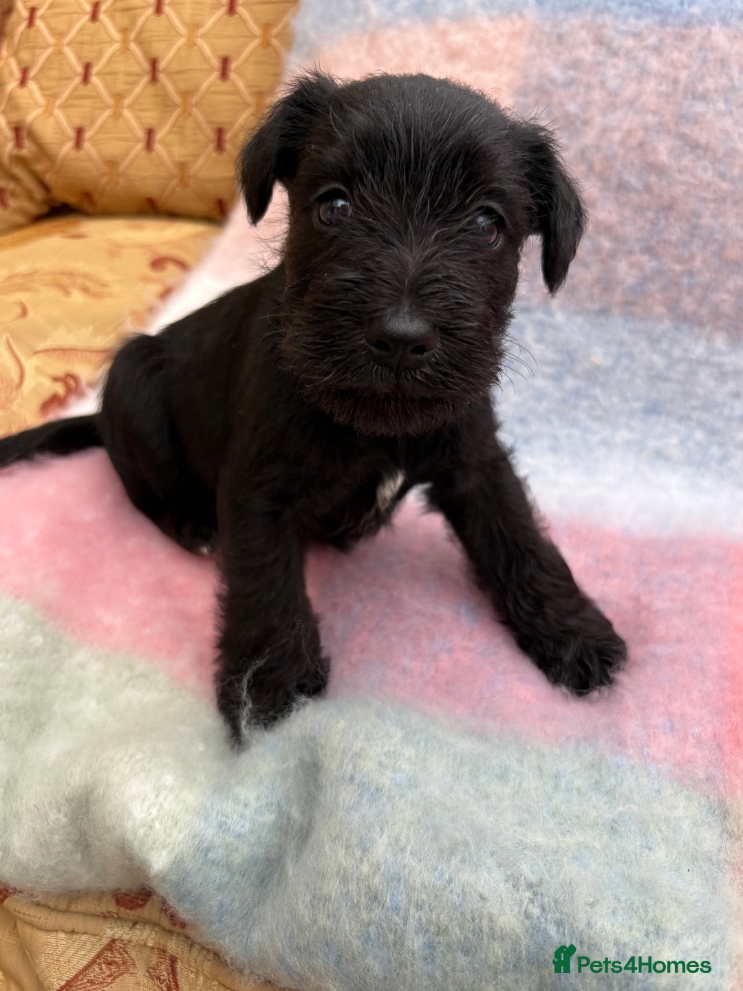 Miniature Schnauzer dogs for sale: KC REG RARE BLACK MINIATURE SCHNAUZER PUPPIES  - Image 10
