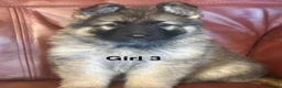 German Shepherd dogs for sale: Intelligent German Shepherd Puppies for Sale in Norwich - Advert 2