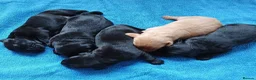 Cockerdor dogs for sale: Beautiful litter of cockador puppies. in Shrewsbury - Advert 4