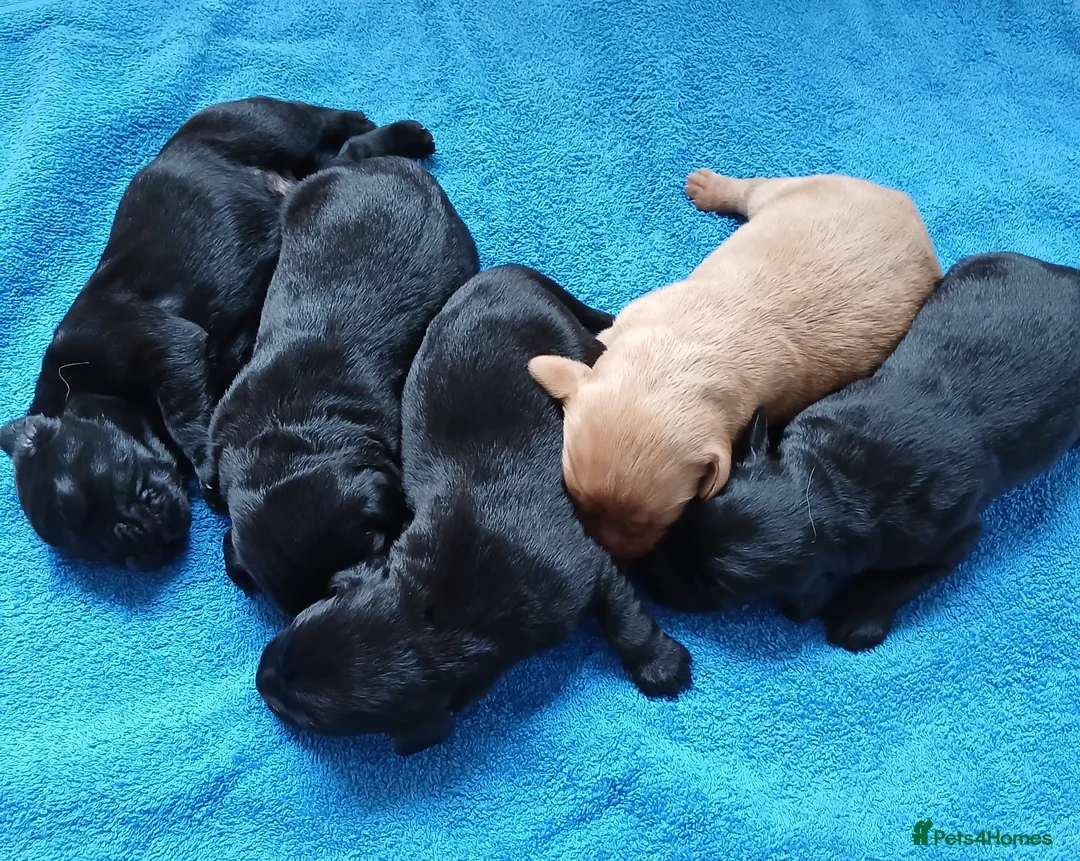 Cockerdor dogs for sale: Beautiful litter of cockador puppies. in Shrewsbury - Advert 4
