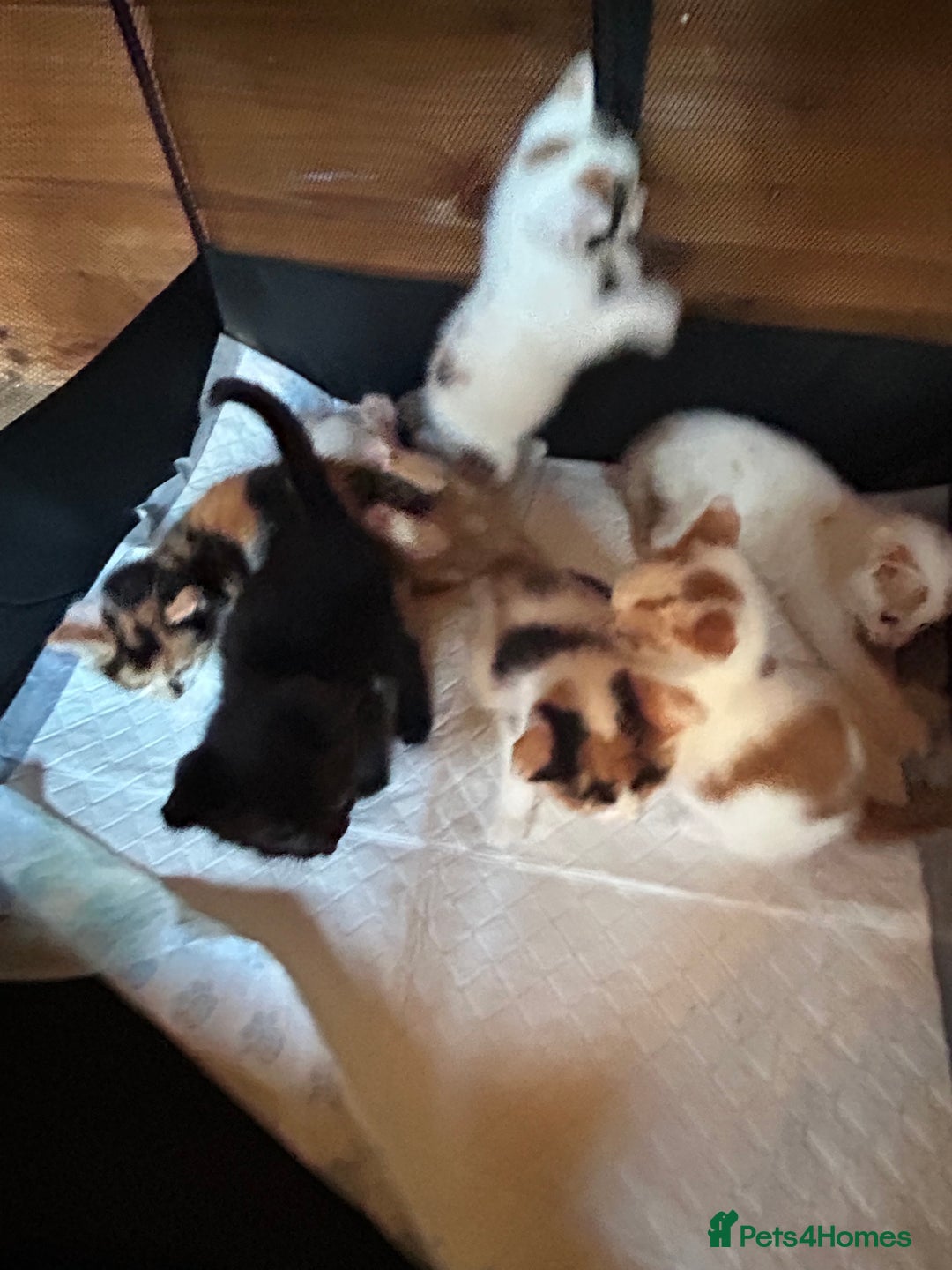 Mixed Breed cats for sale: Baby kittens for sale - Image 11