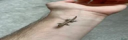 Gecko reptiles for sale: Mourning Gecko Juveniles [+ FREE PLANT CUTTING) - Advert 3