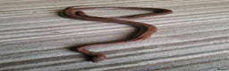 Corn Snake reptiles for sale: Lovely Corn Snake with Vivarium & furnishings - Advert 2