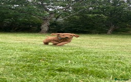 Australian Labradoodle dogs for sale: Australian Labradoodle puppies  - Image 21