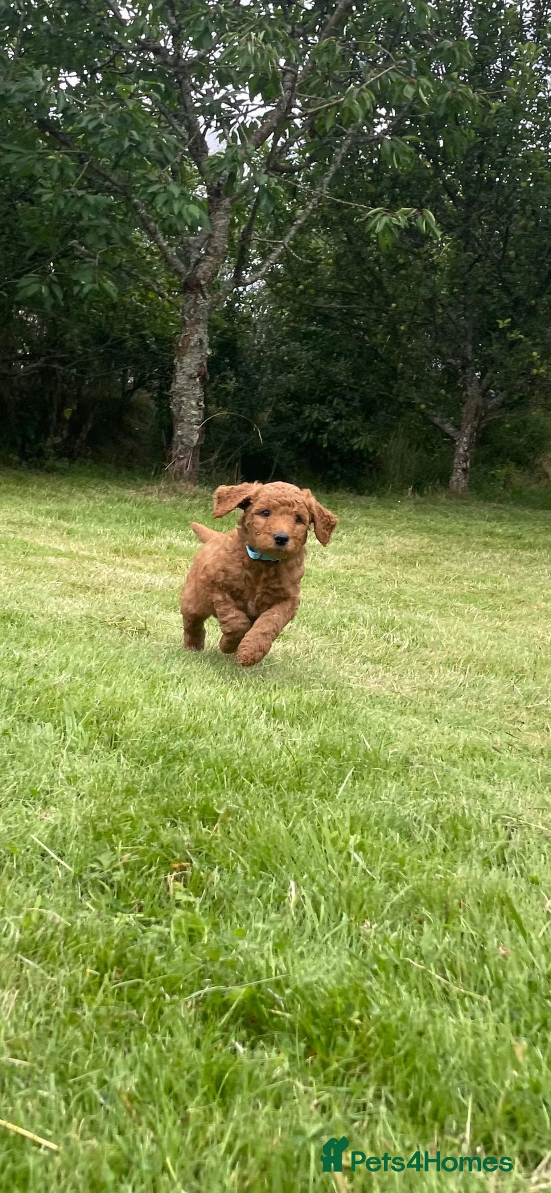 Australian Labradoodle dogs for sale: Australian Labradoodle puppies  - Image 21