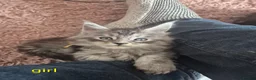 Maine Coon cats for sale: Amazing mainecoon kittens - Advert 8