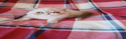 Exotic cats for sale: Blue eyed Colourpoint Persian Exotics  - Advert 12
