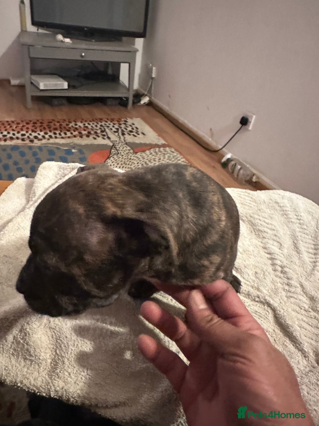 Mixed Breed dogs for sale: Beautiful staffy puppies looking for forever home  - Advert 37