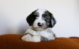 Cockapoo dogs for sale: F1b Merle cockapoos  - Image 1