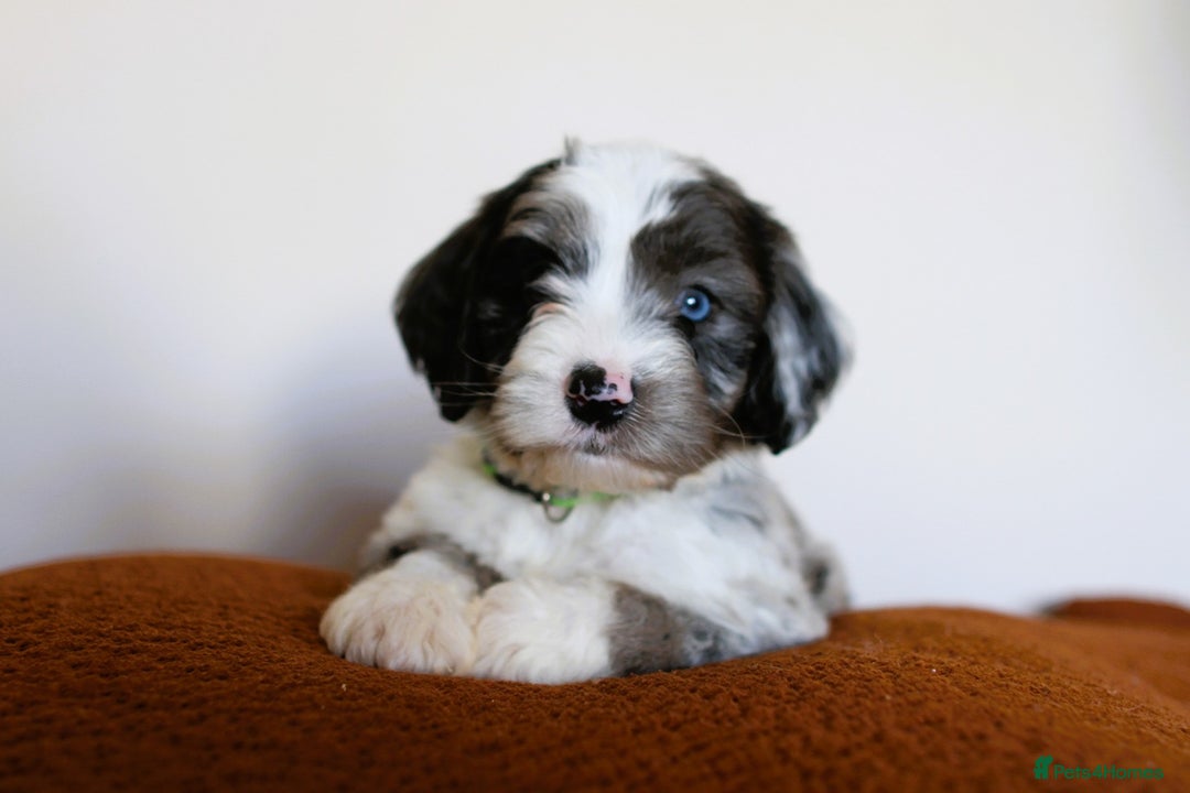 Cockapoo dogs for sale: F1b Merle cockapoos  - Image 1